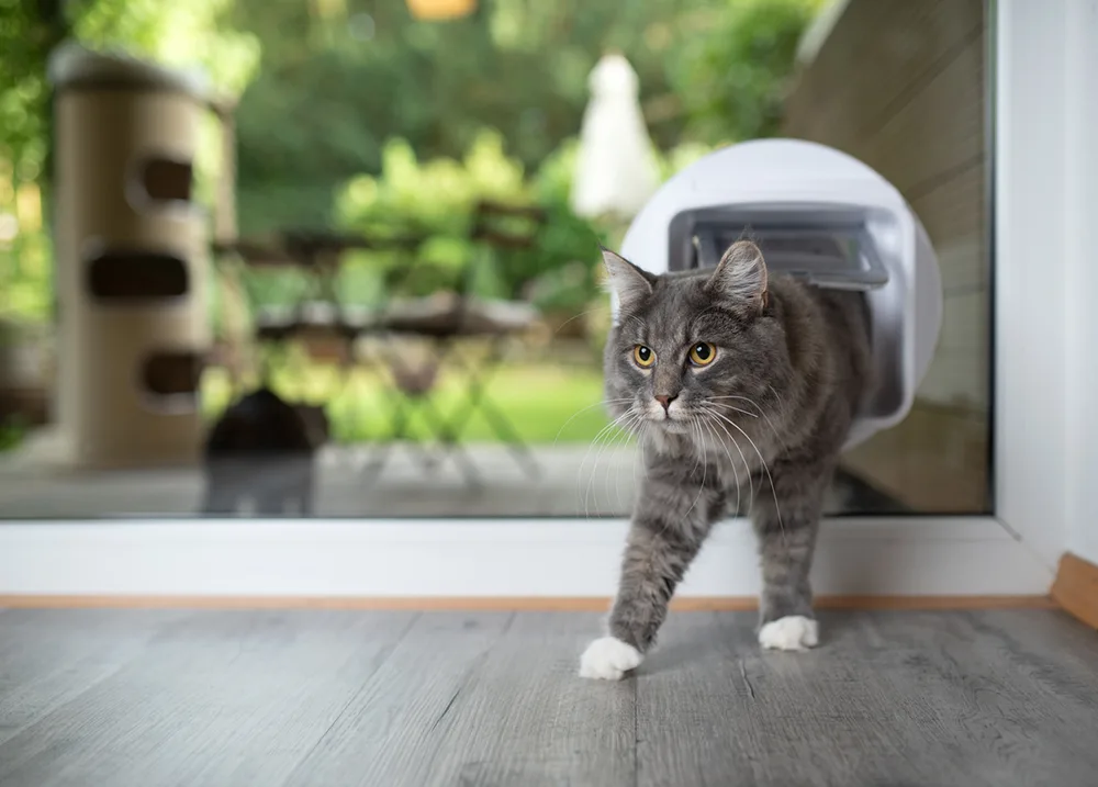 Cat Flap Installed in Epsom